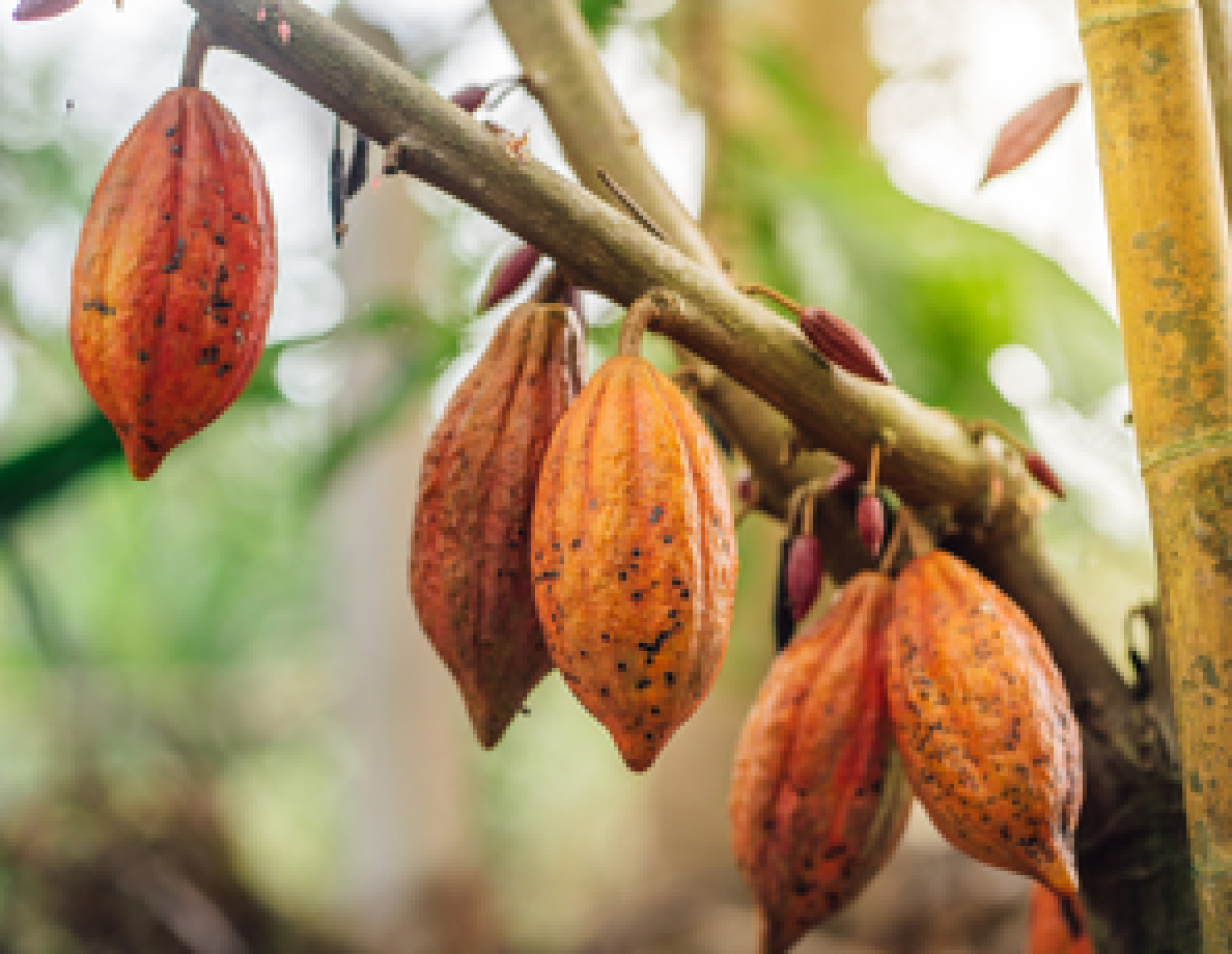 Cacaovruchten aan de boom